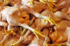 Les Pays-Bas confrontés à un retour de la grippe aviaire 